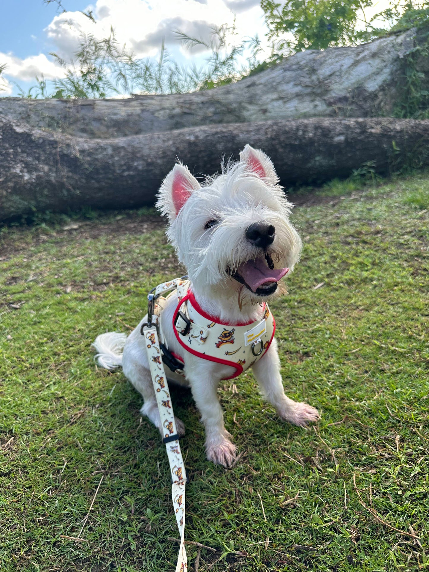 Sunny Side Up Leash