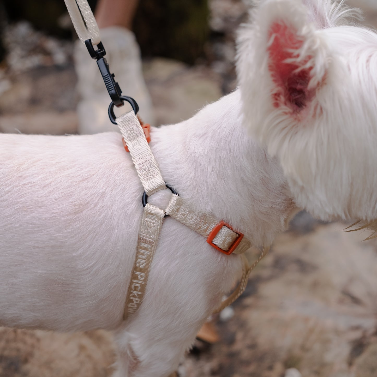 Colourpop Classic Strap Harness