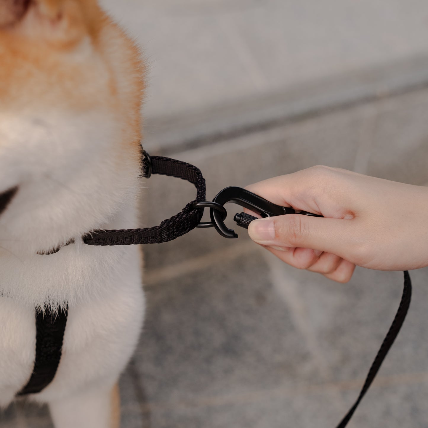 Colourpop Classic Martingale Collar