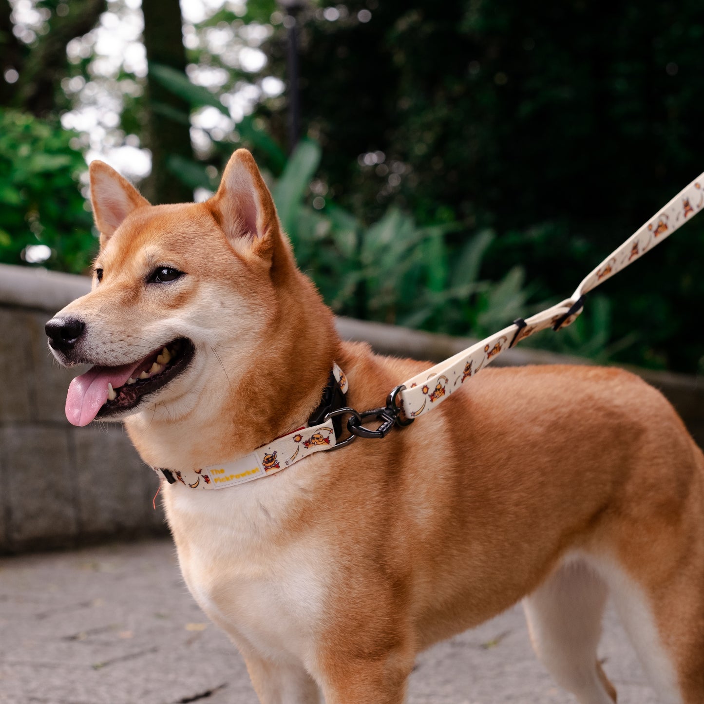 Sunny Side Up Collar