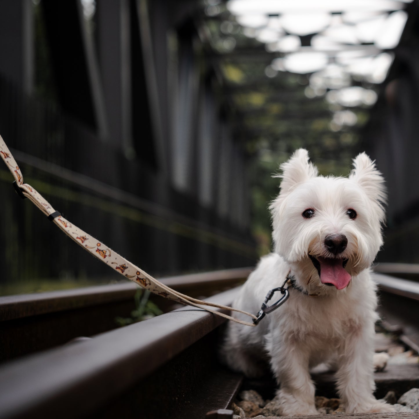 Sunny Side Up Leash