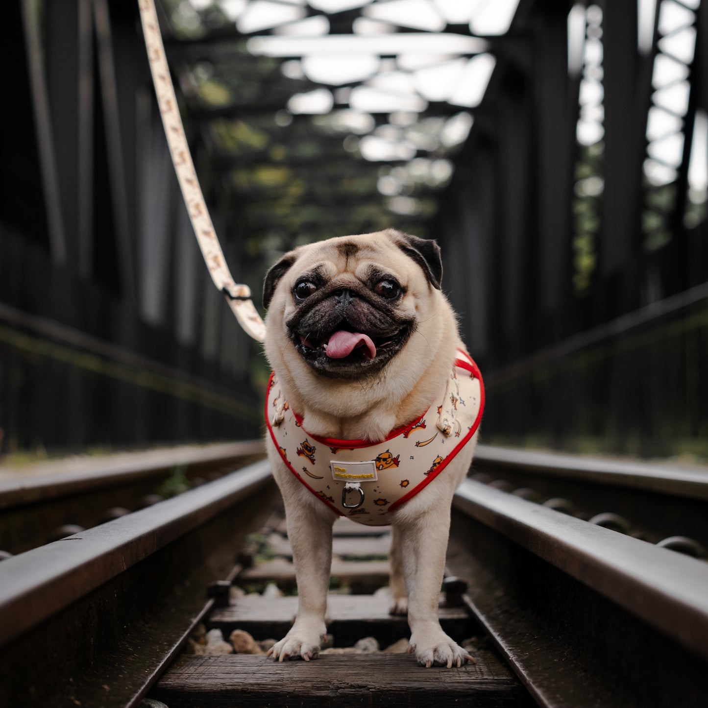 Sunny Side Up Harness